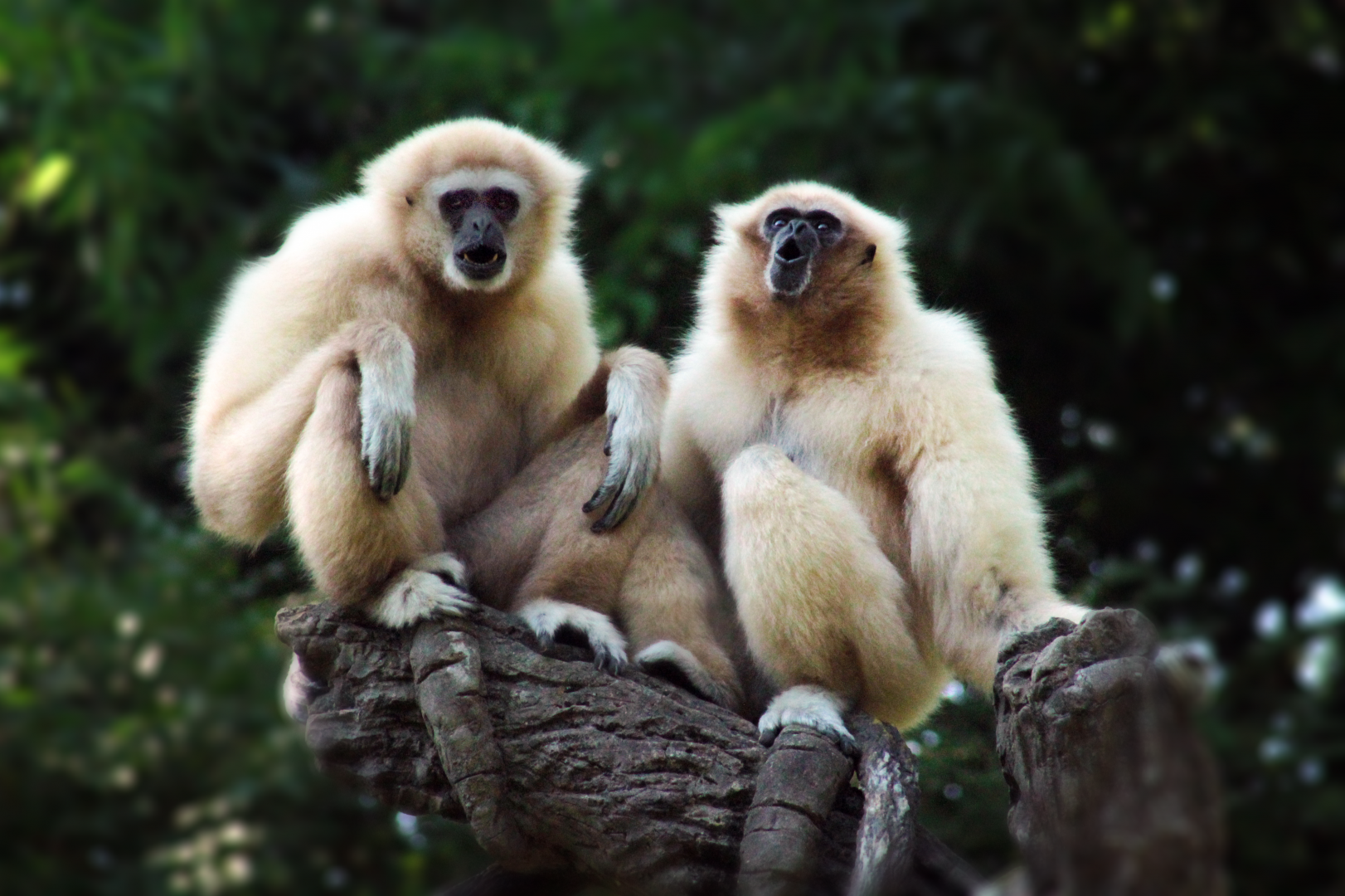 Jun. 2020 - Jungle Trails - White-handed Gibbons