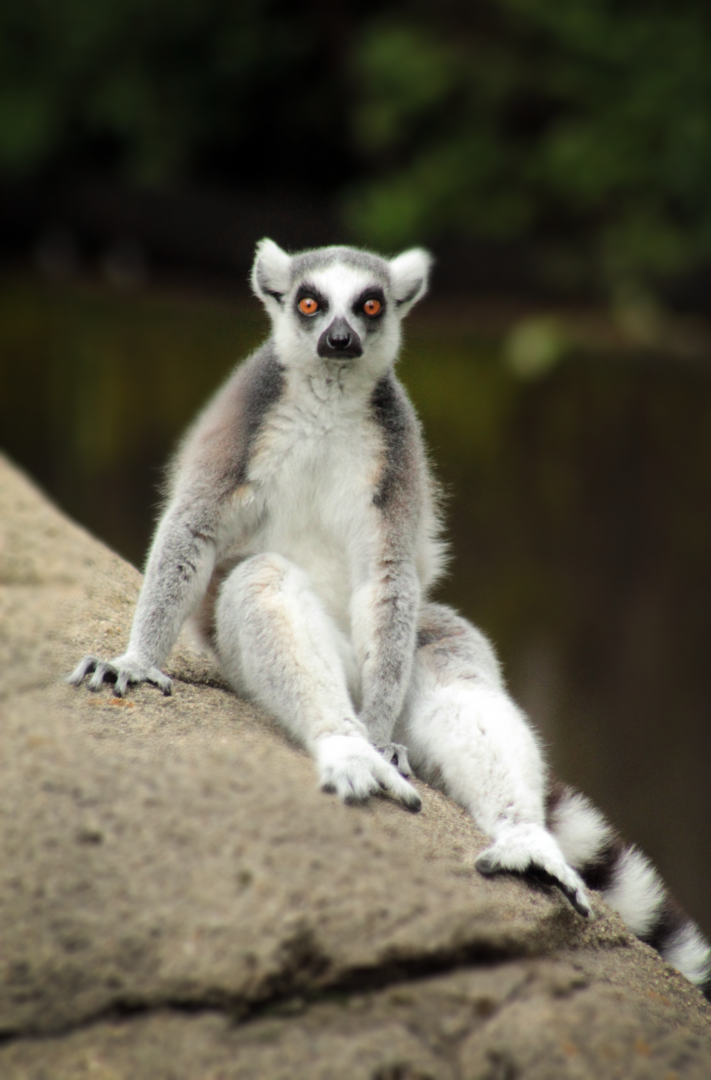 Jun. 2020 - Lemur Lookout - Ring-tailed Lemur
