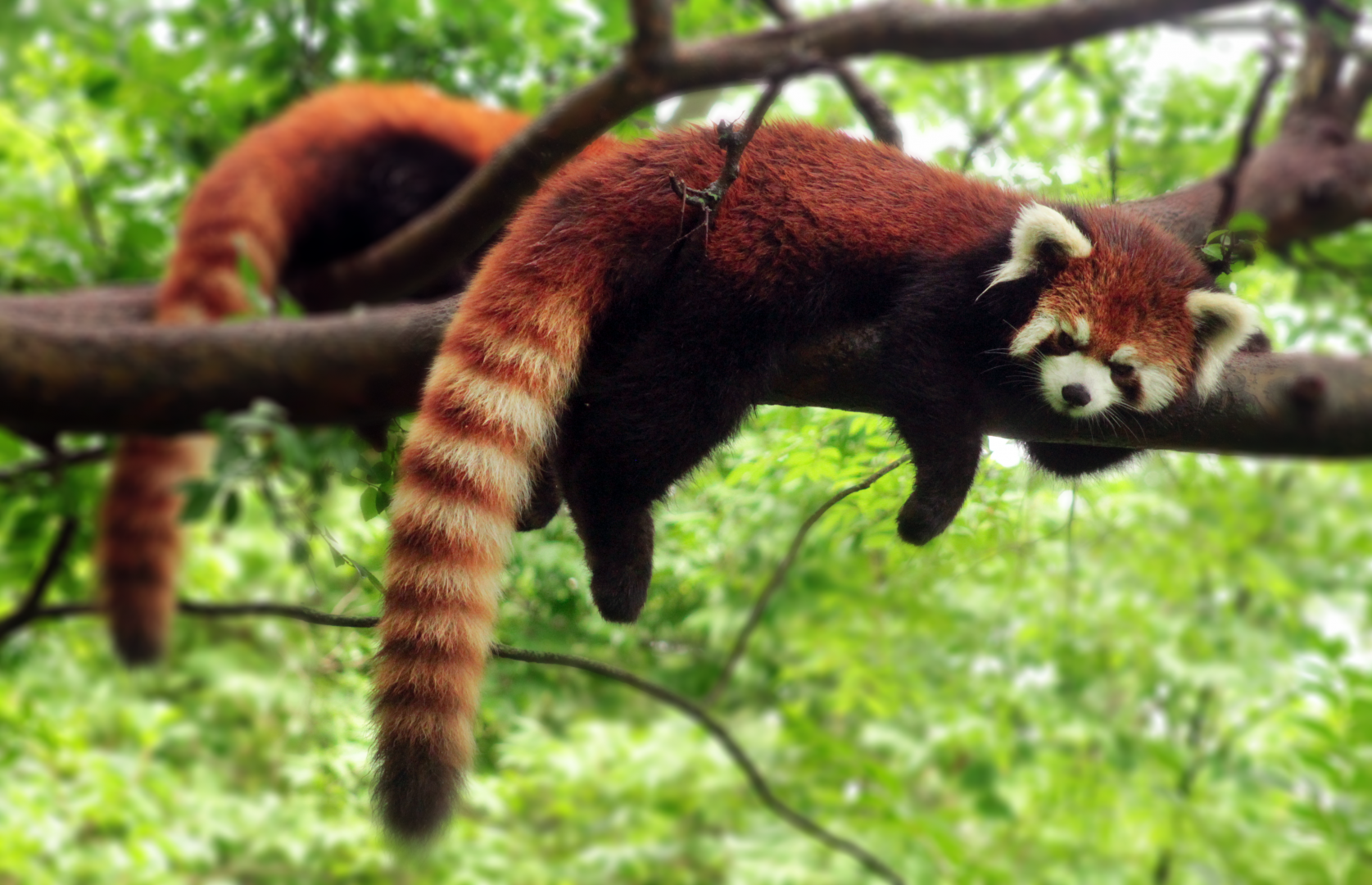 Jun. 2020 - Red Pandas