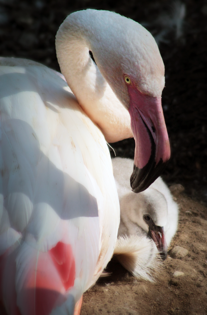 Jun. 2020 - Rhino Reserve - Greater Flamingo & Chick
