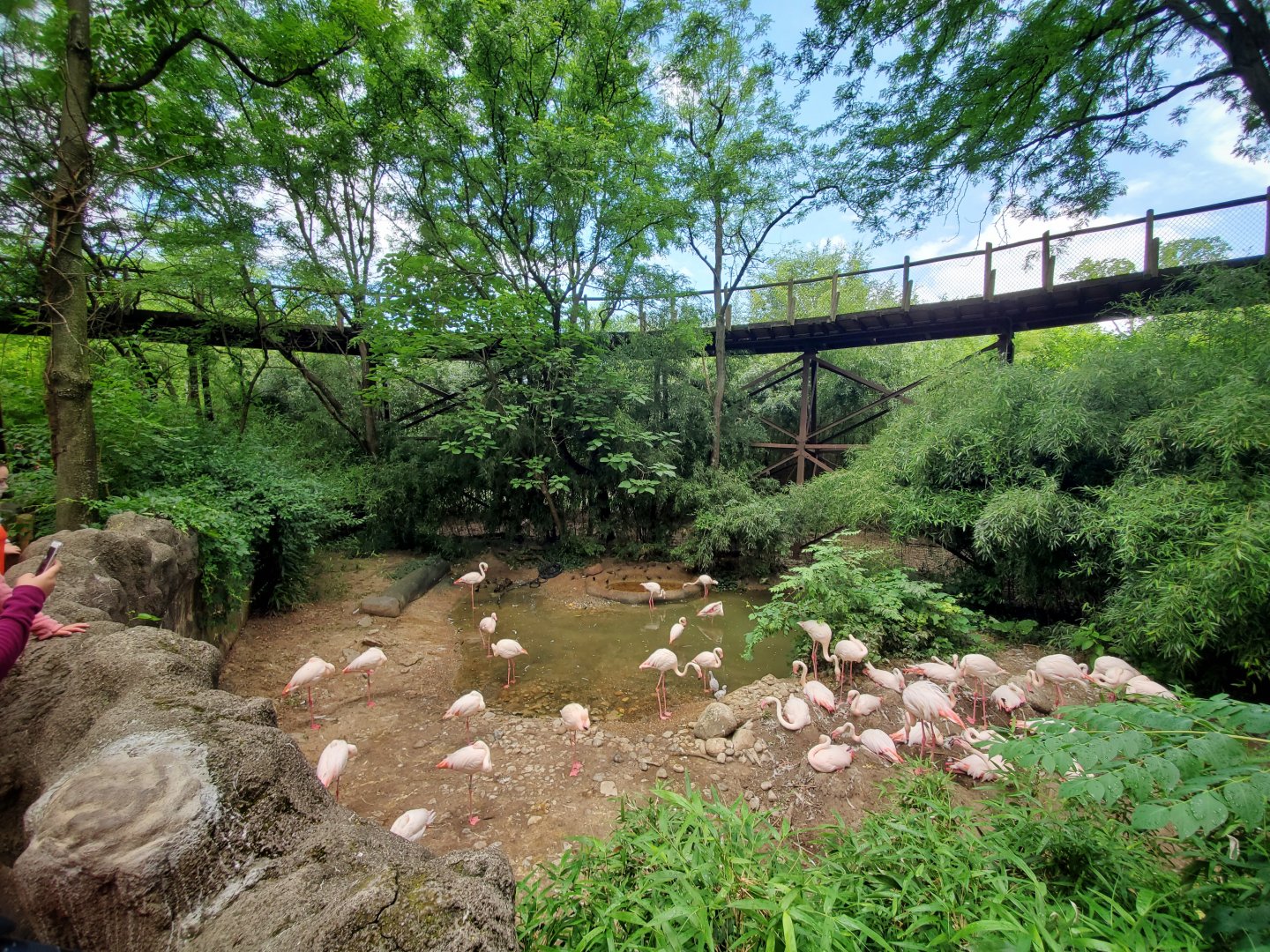 Jun. 2020 - Rhino Reserve - Greater Flamingo Exhibit + Train