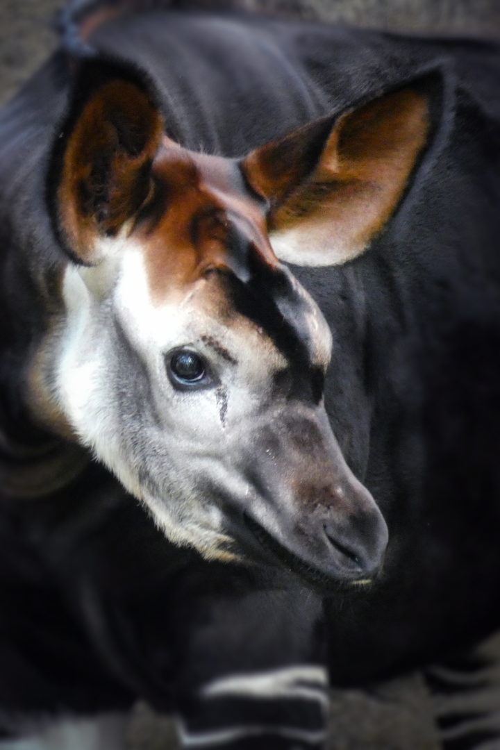 Jun. 2020 - Rhino Reserve - Riley