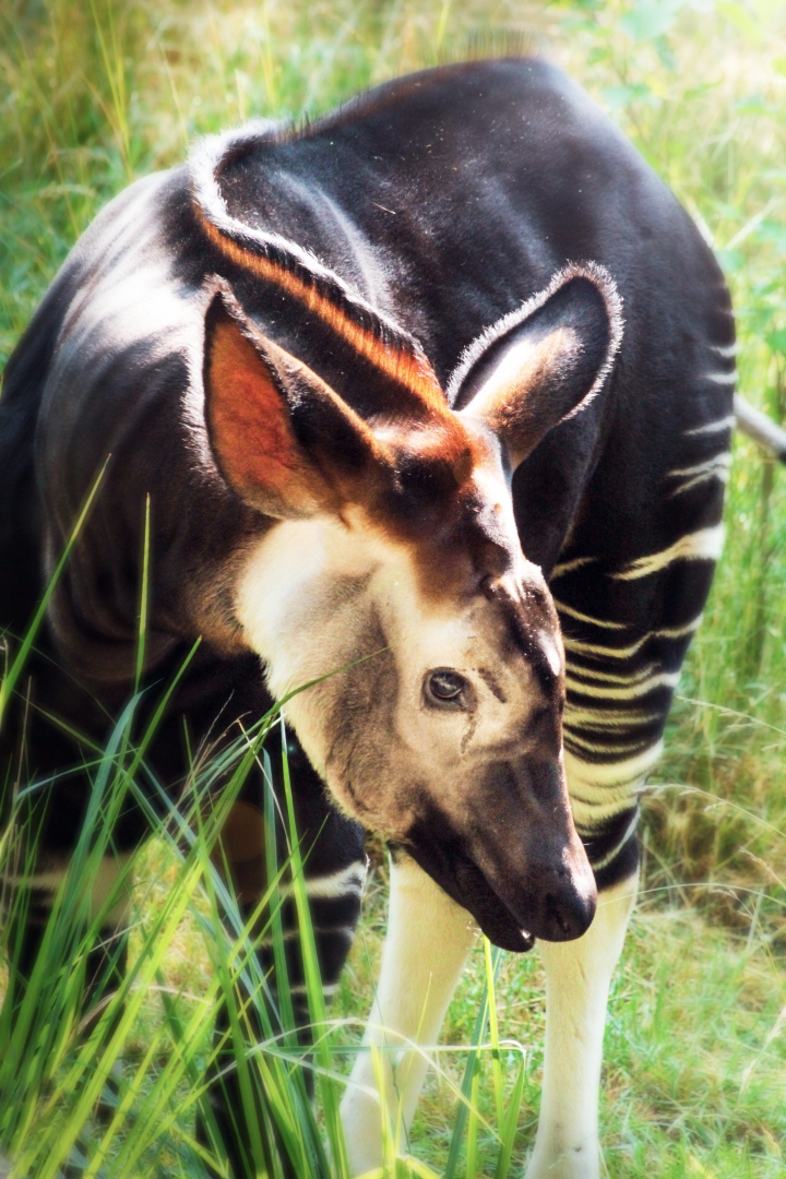 Jun. 2020 - Rhino Reserve - Riley
