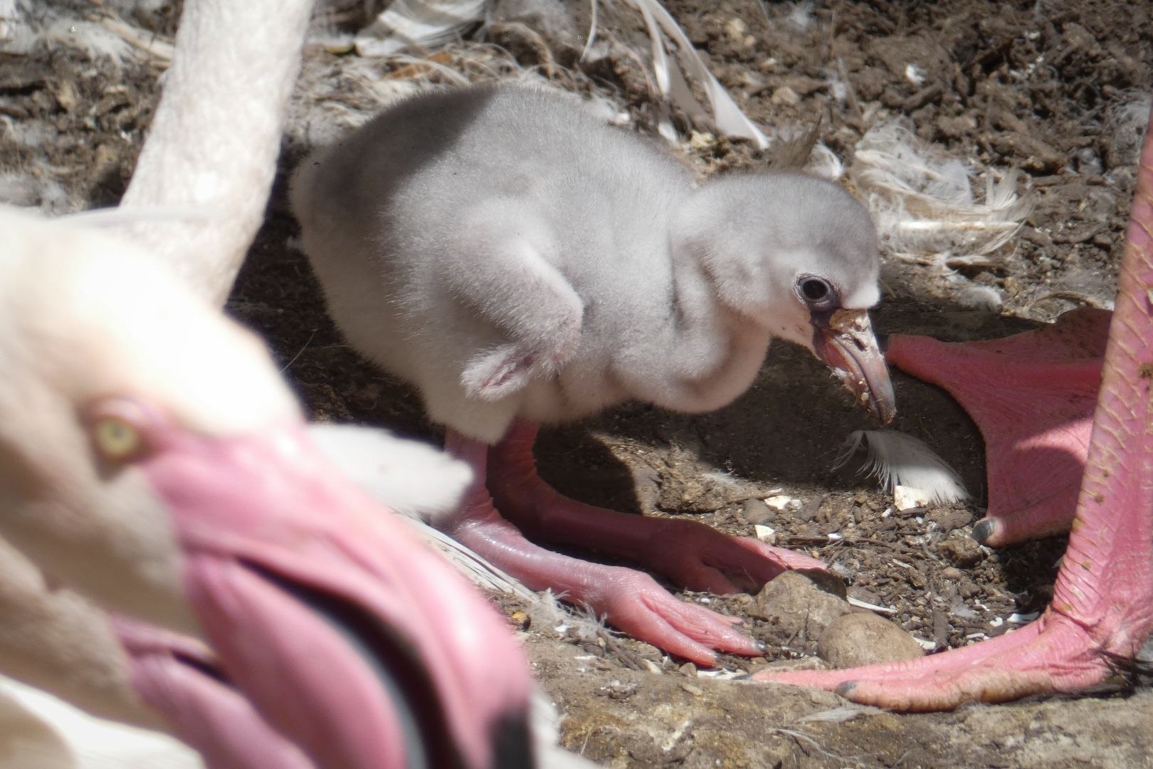 Jun. 2020 - Rhino Reserve - Two Day Old Greater Flamingo