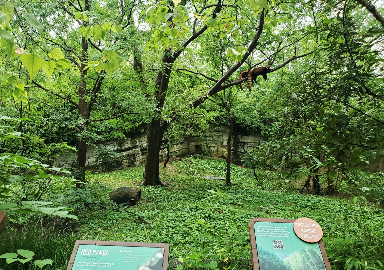 Jun. 2020 - Right Red Panda Exhibit