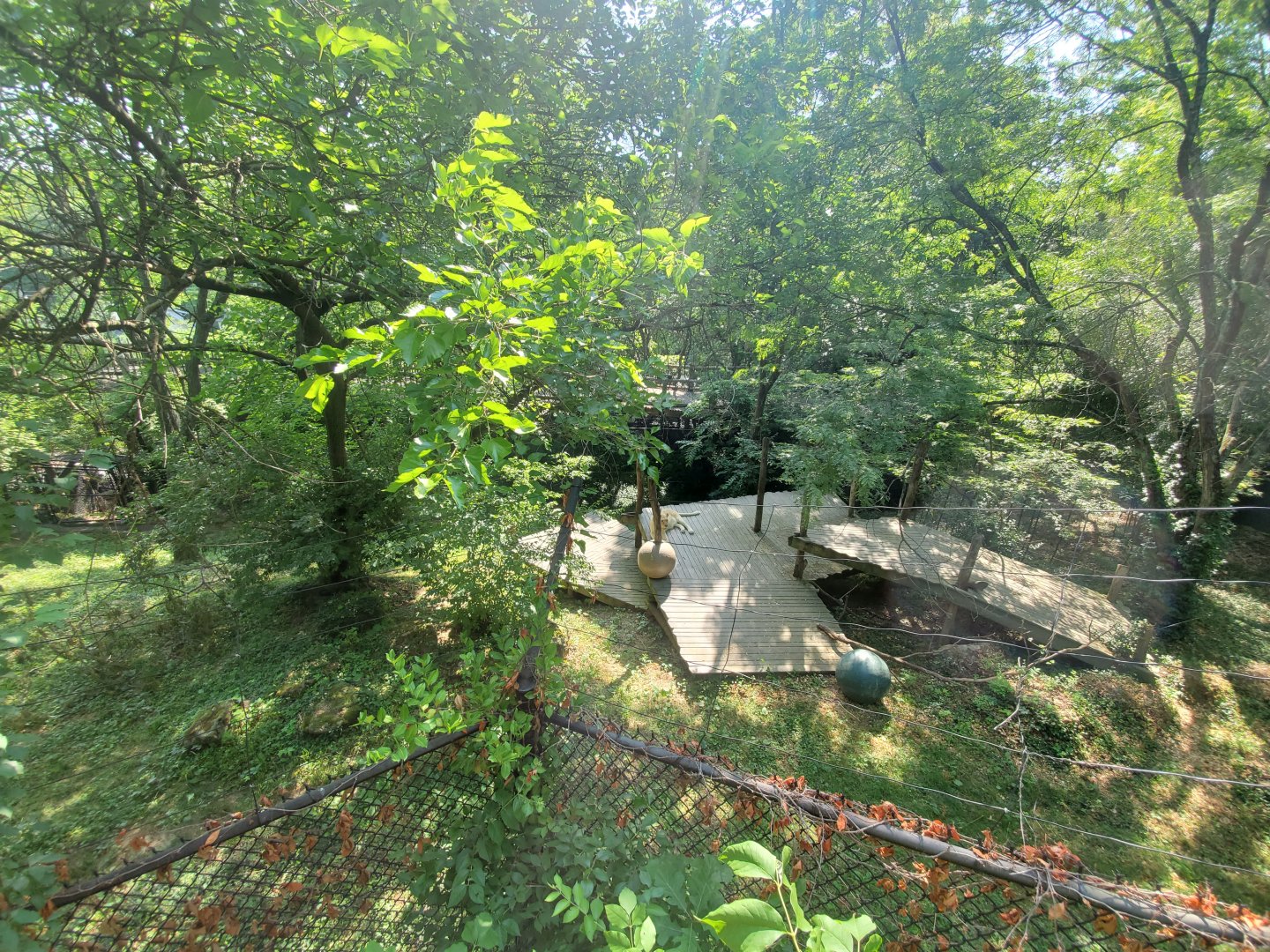 Jun. 2020 - White Lions of Timbavati