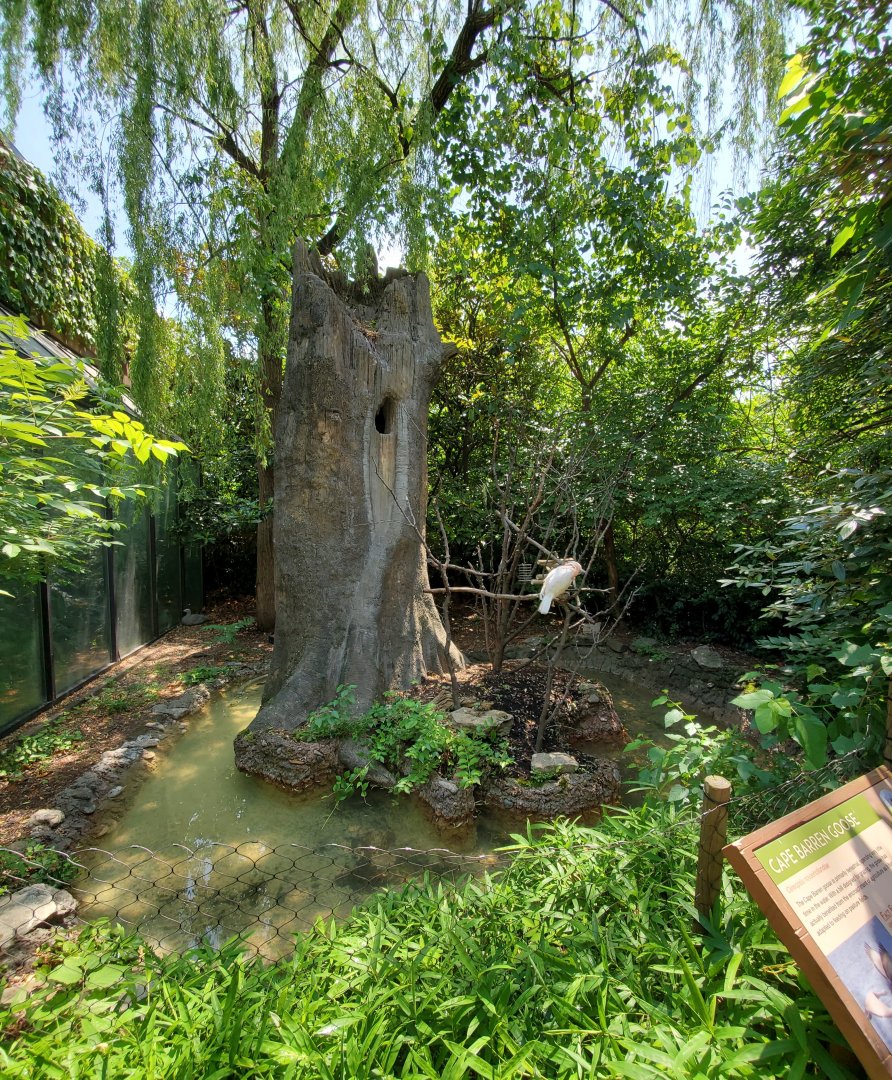 Jun. 2020 - Wings of the World - Salmon-crested Cockatoo/Cape Barren Goose Exhibit