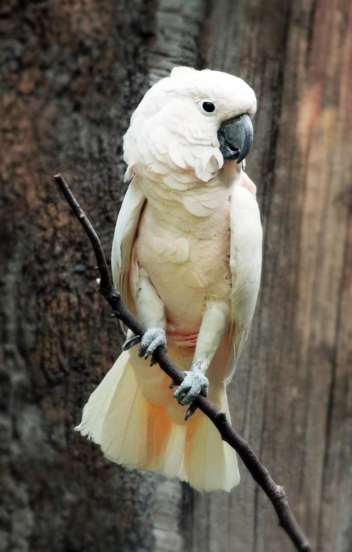 Jun. 2020 - Wings of the World - Sammy - Salmon-crested Cockatoo