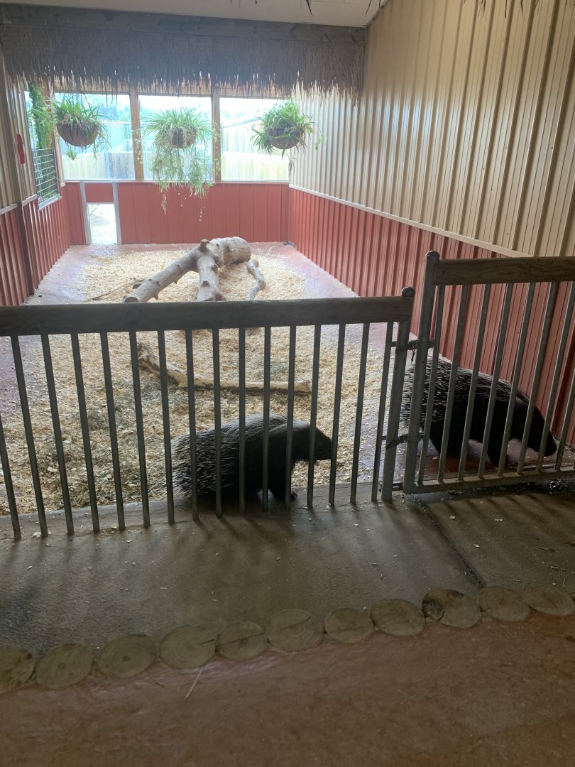 Jun. 2021- African crested porcupine exhibit
