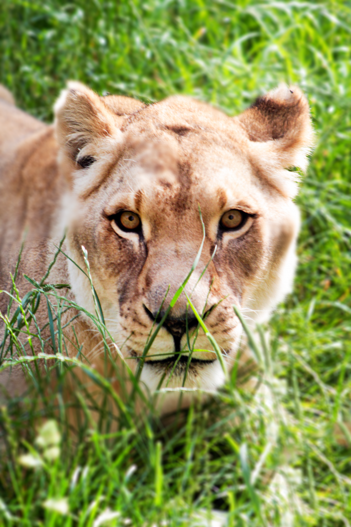 Jun. 2021 - African Journey - Lioness (Ina)