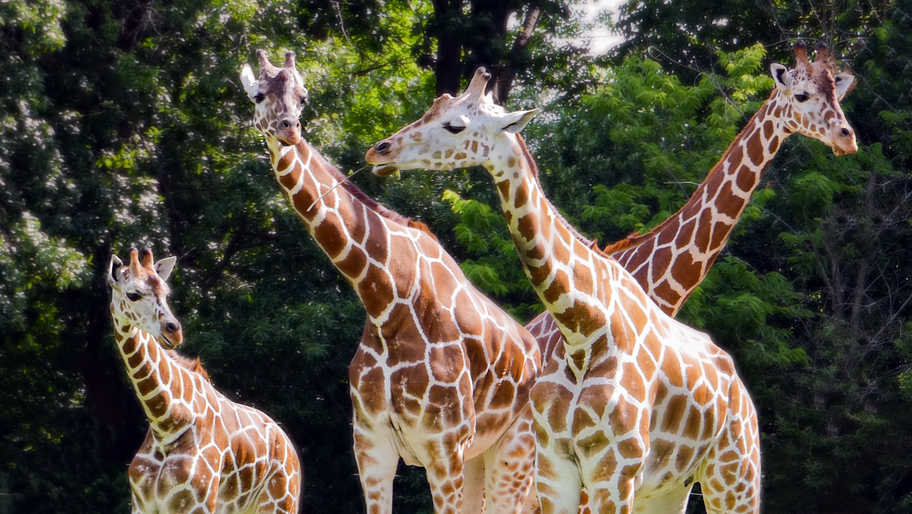 Jun. 2021 - African Journey - Reticulated Giraffes