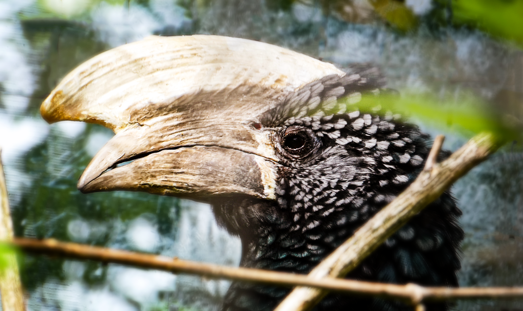 Jun. 2021 - African Journey - Silvery-cheeked Hornbill