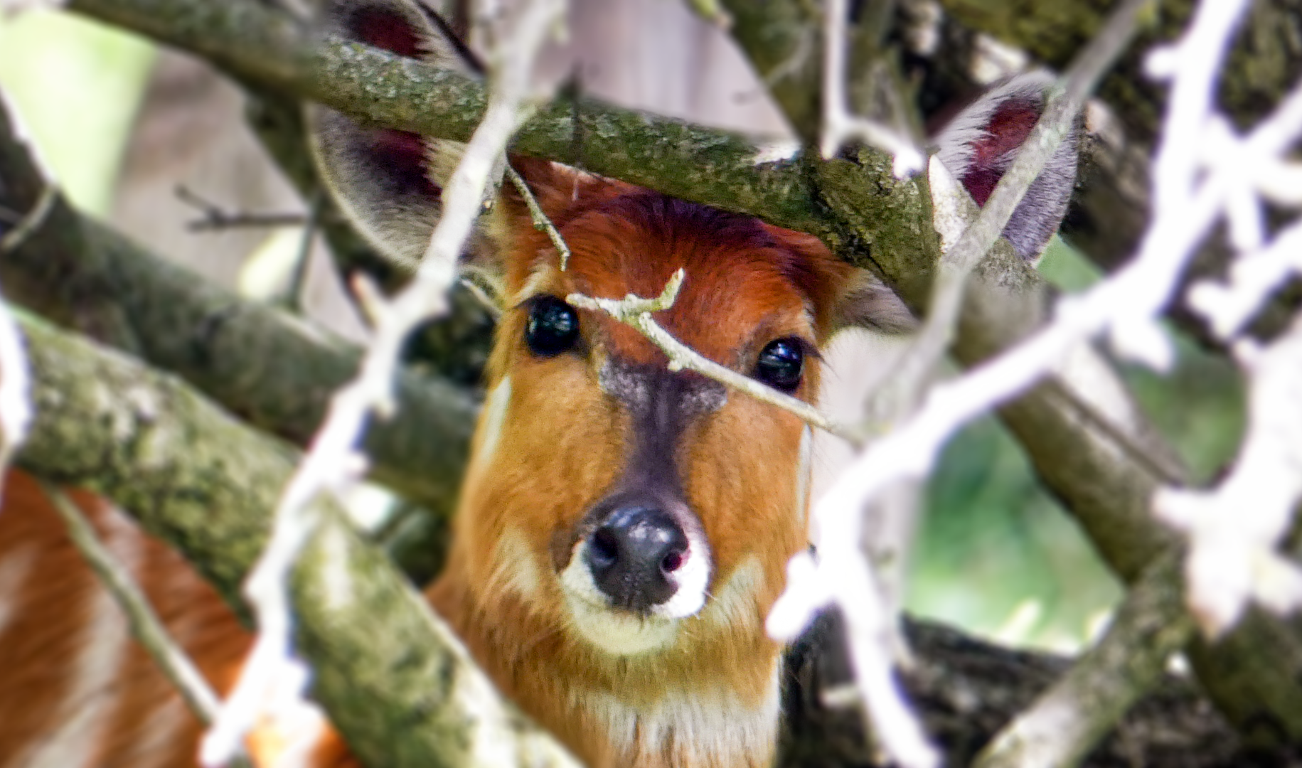 Jun. 2021 - African Journey - Sitatunga