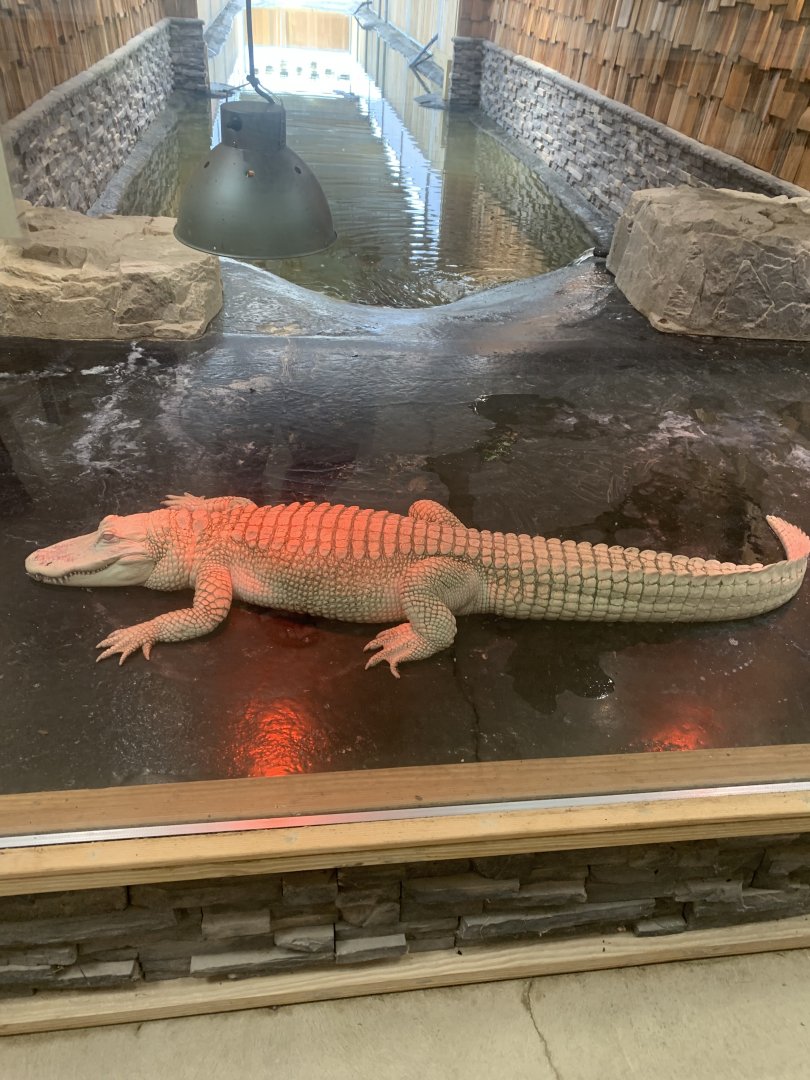 Jun. 2021- Albino American alligator