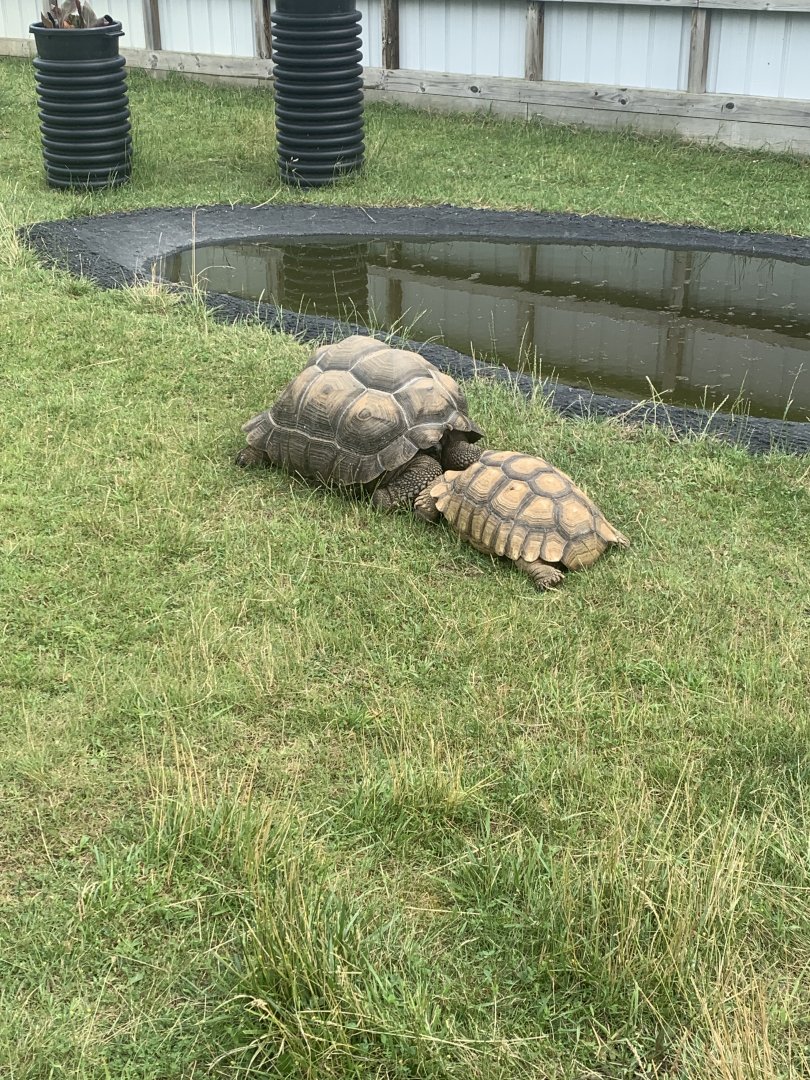 Jun. 2021- Aldabra giant tortoise and Sulcata tortoise
