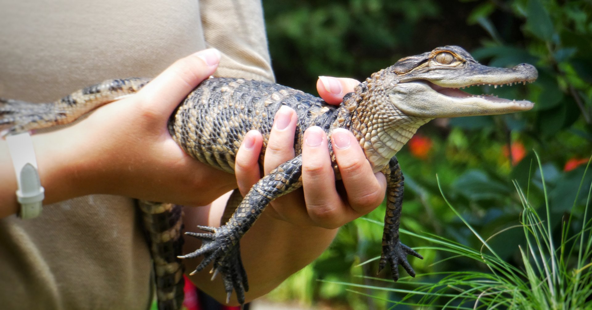 Jun. 2021 - Alligators & Crocodile: The Fight to Survive - American Alligator