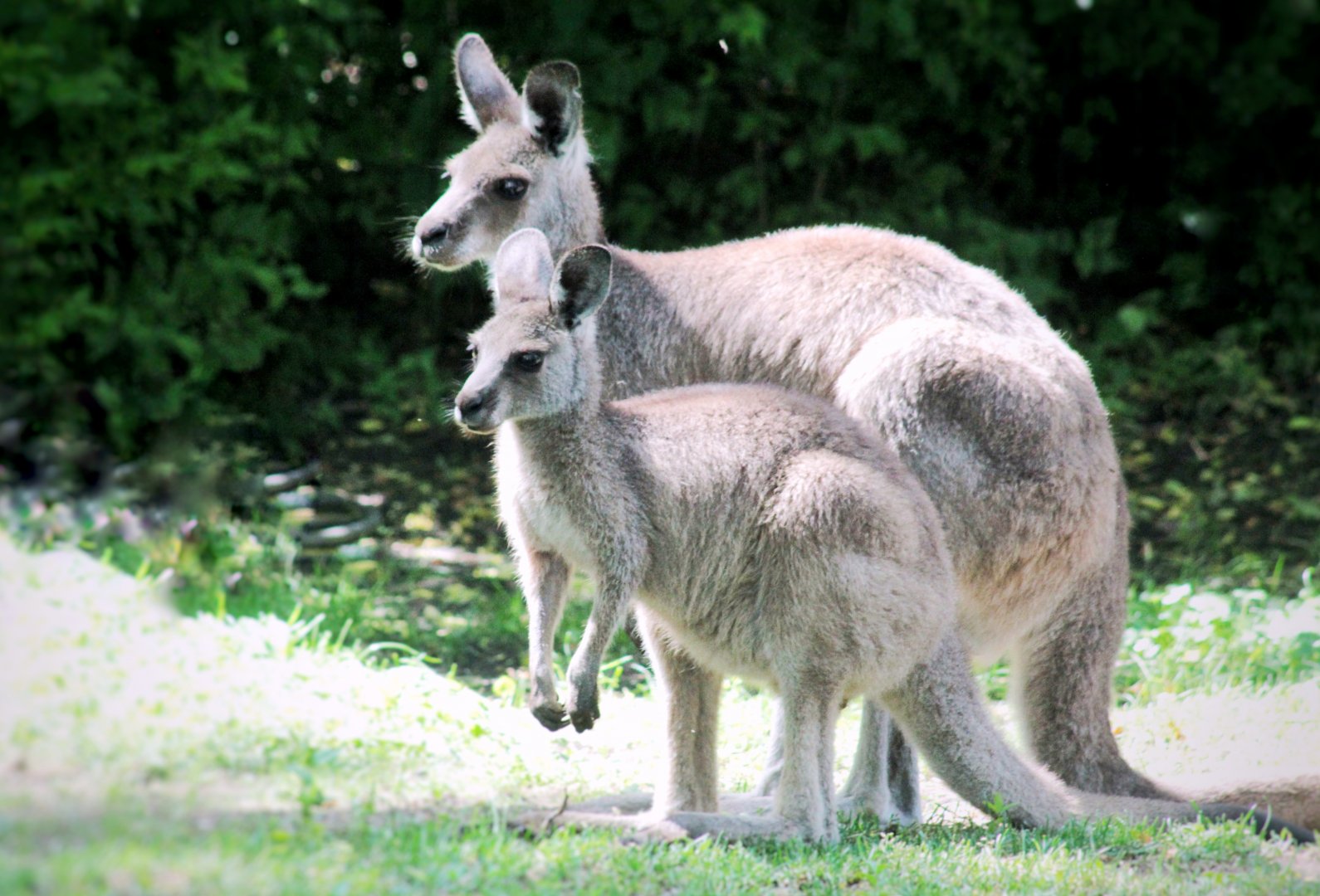 Jun. 2021 - Australian Adventure - Eastern Grey Kangaroos