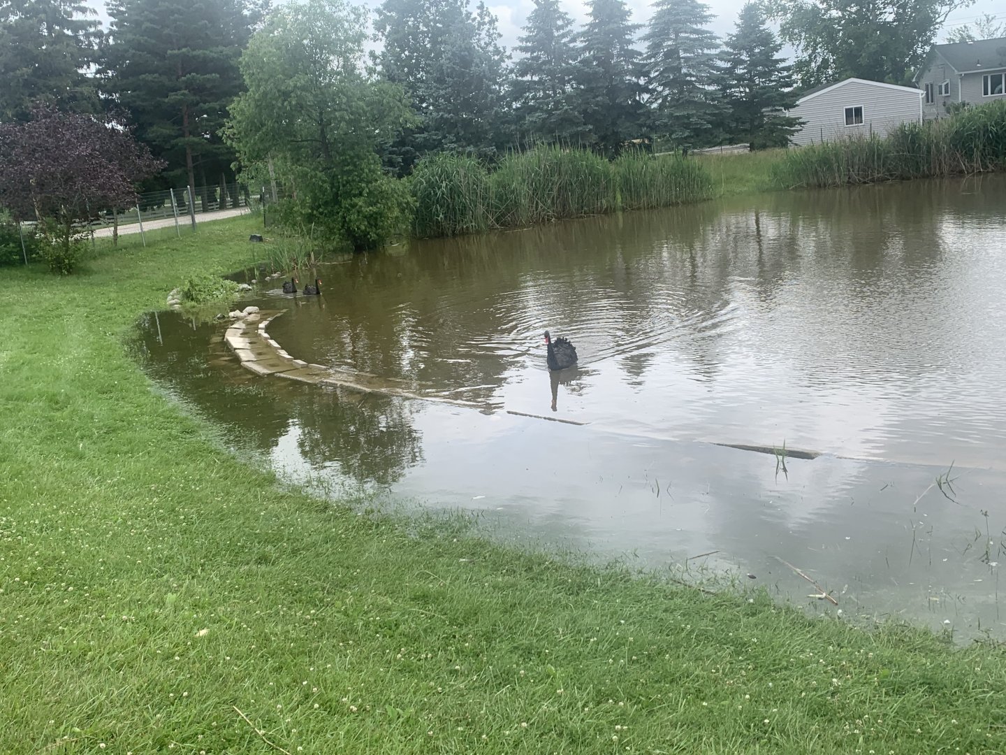 Jun. 2021- Australian black swan pond