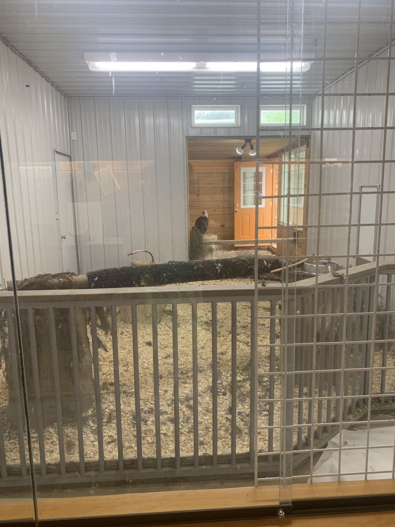 Jun. 2021- Bald eagle exhibit