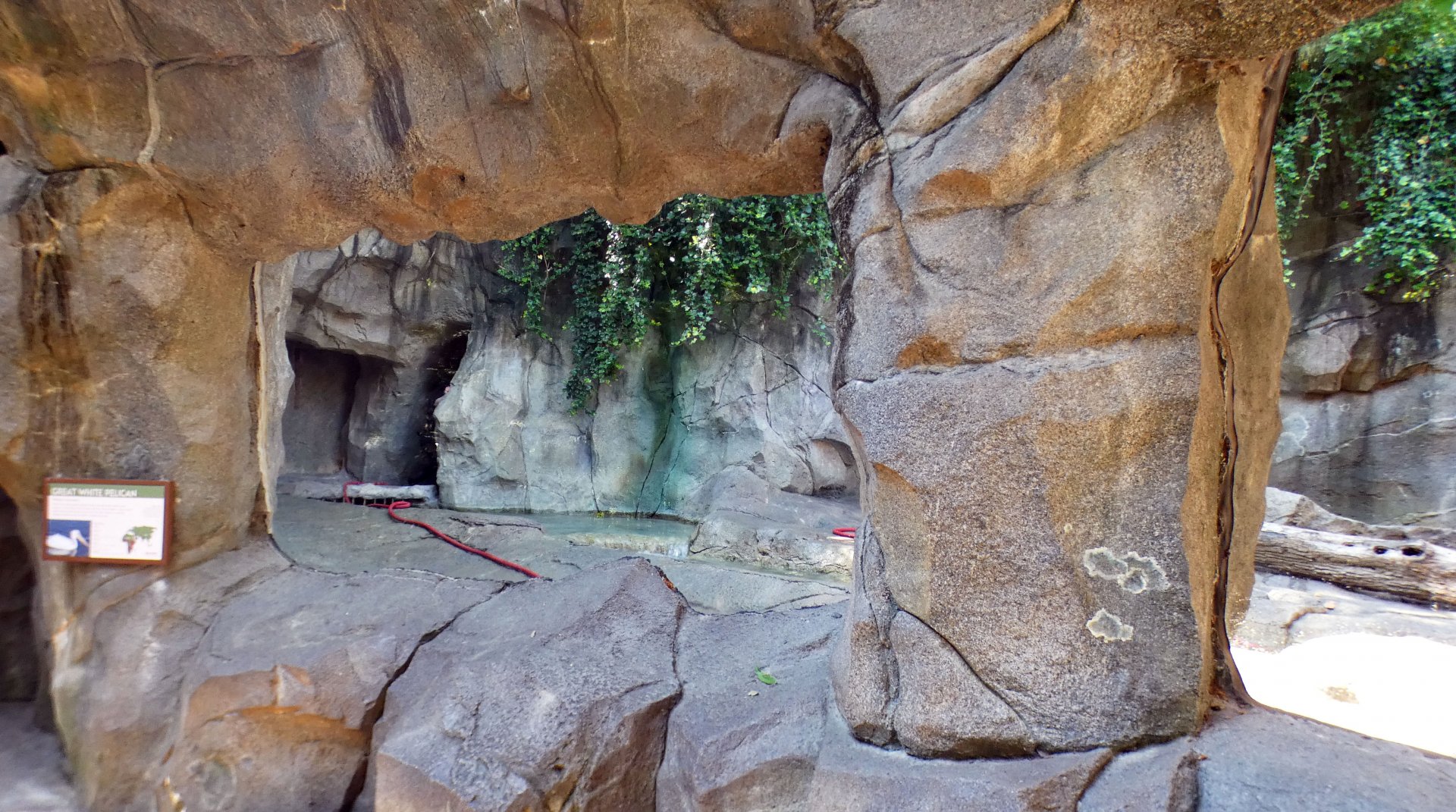 Jun. 2021 - Bear Hill - Great White Pelican Exhibit (Former Polar Bear)