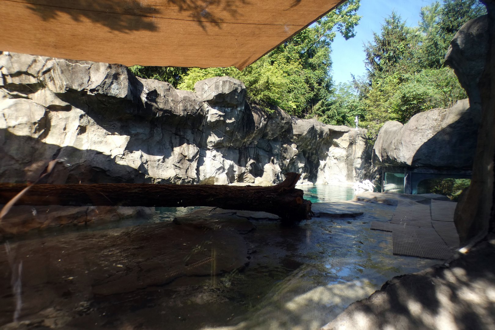 Jun. 2021 - Bear Hill - Great White Pelican Exhibit (Former Polar Bear)