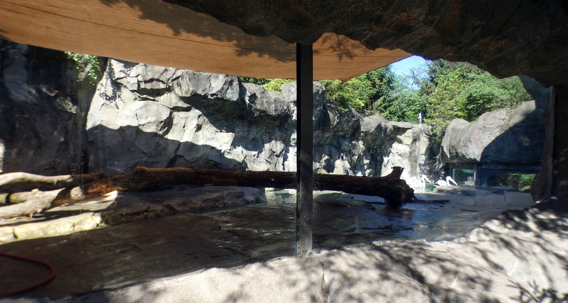 Jun. 2021 - Bear Hill - Great White Pelican Exhibit (Former Polar Bear)