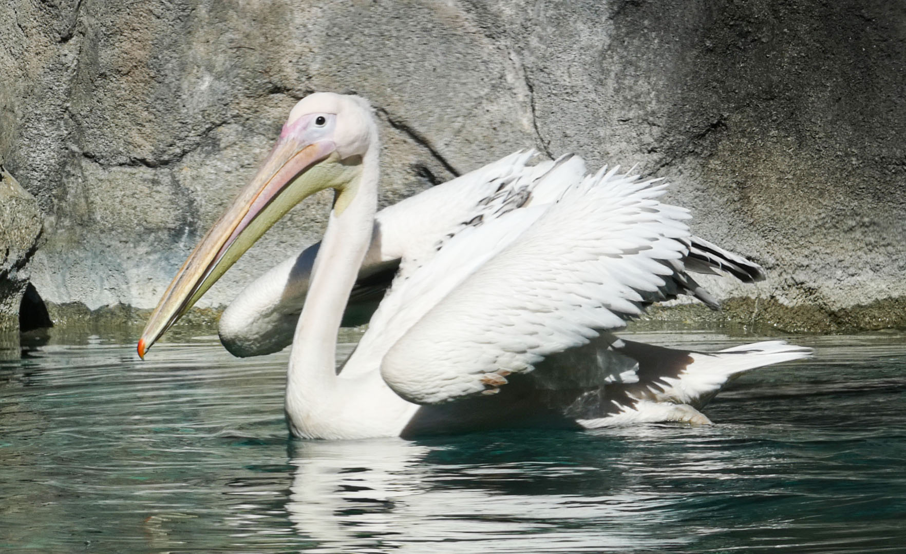 Jun. 2021 - Bear Hill - Great White Pelican in Former Polar Bear Exhibit