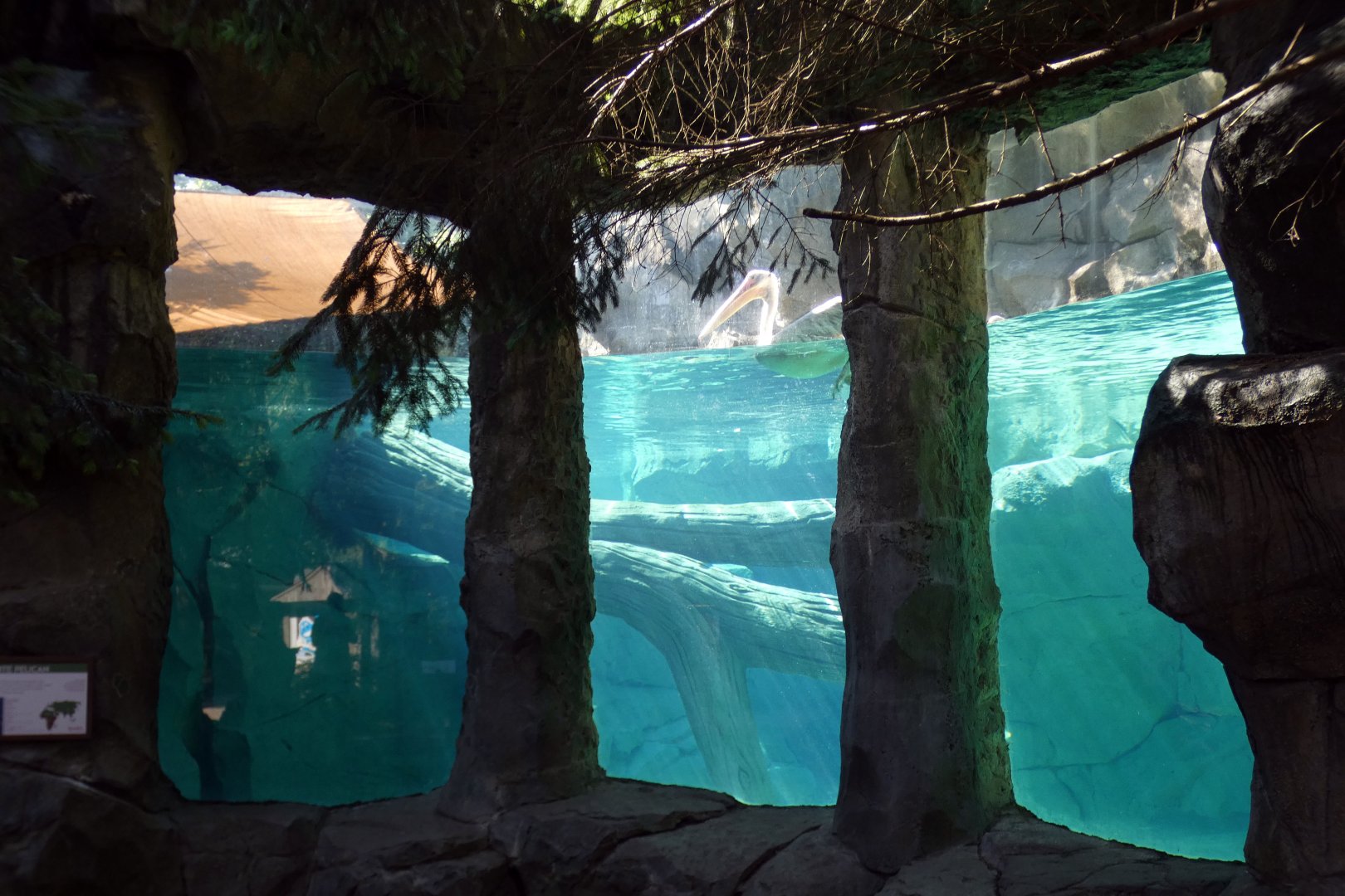 Jun. 2021 - Bear Hill - Great White Pelican Underwater Viewing (Former Polar Bear)