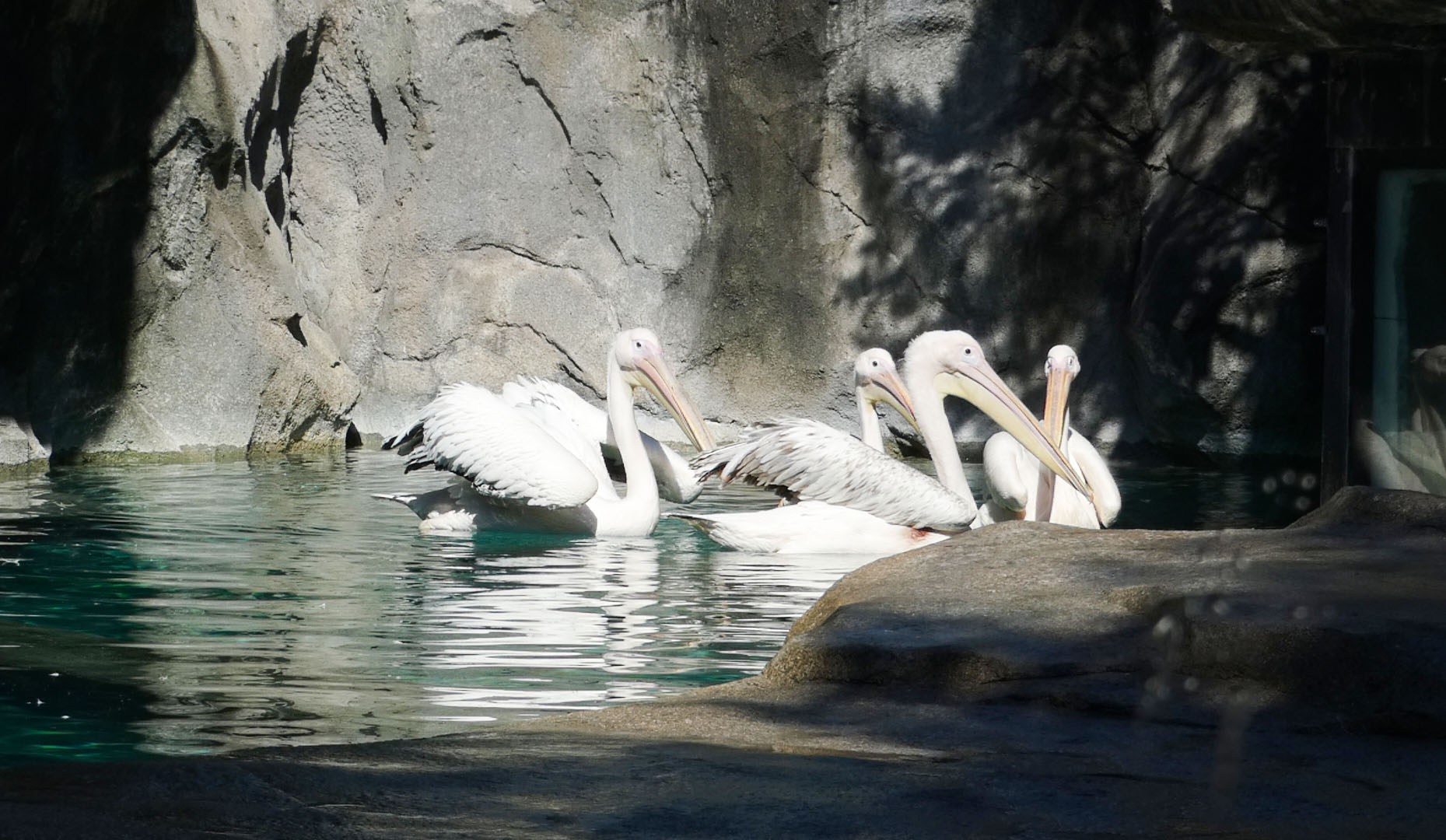 Jun. 2021 - Bear Hill - Great White Pelicans in Former Polar Bear Exhibit