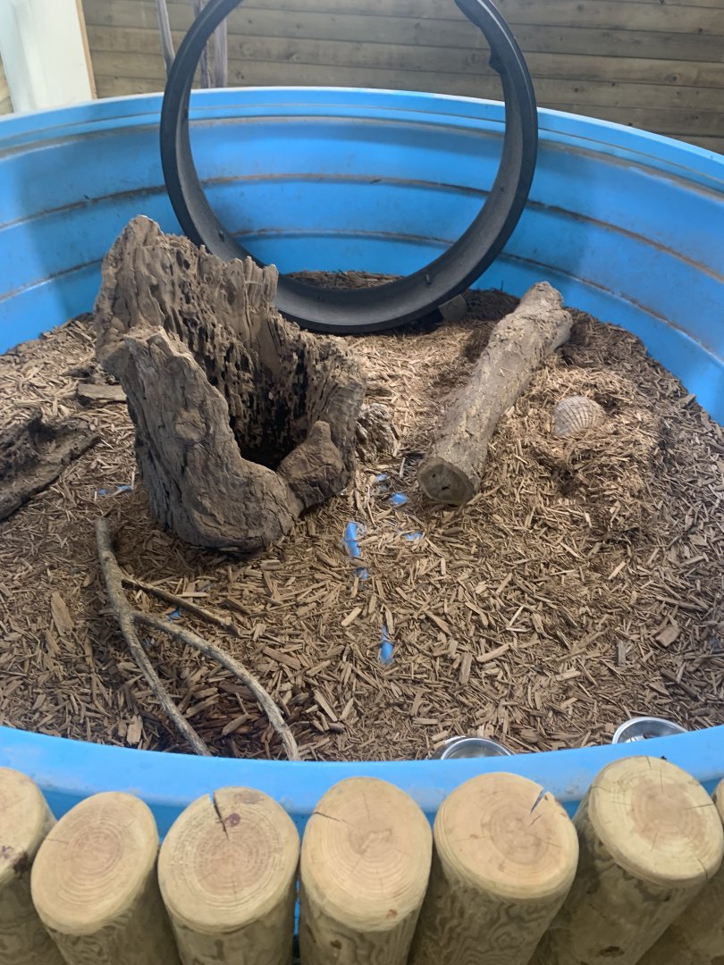 Jun. 2021- Big hairy armadillo display tub