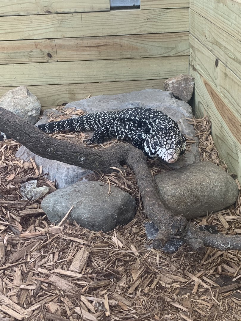 Jun. 2021- Black and white Argentine tegu