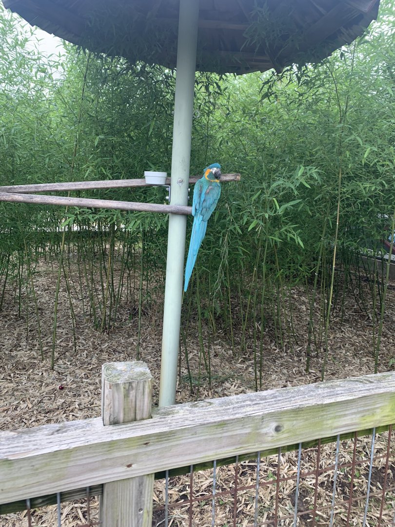 Jun. 2021- Blue-throated macaw