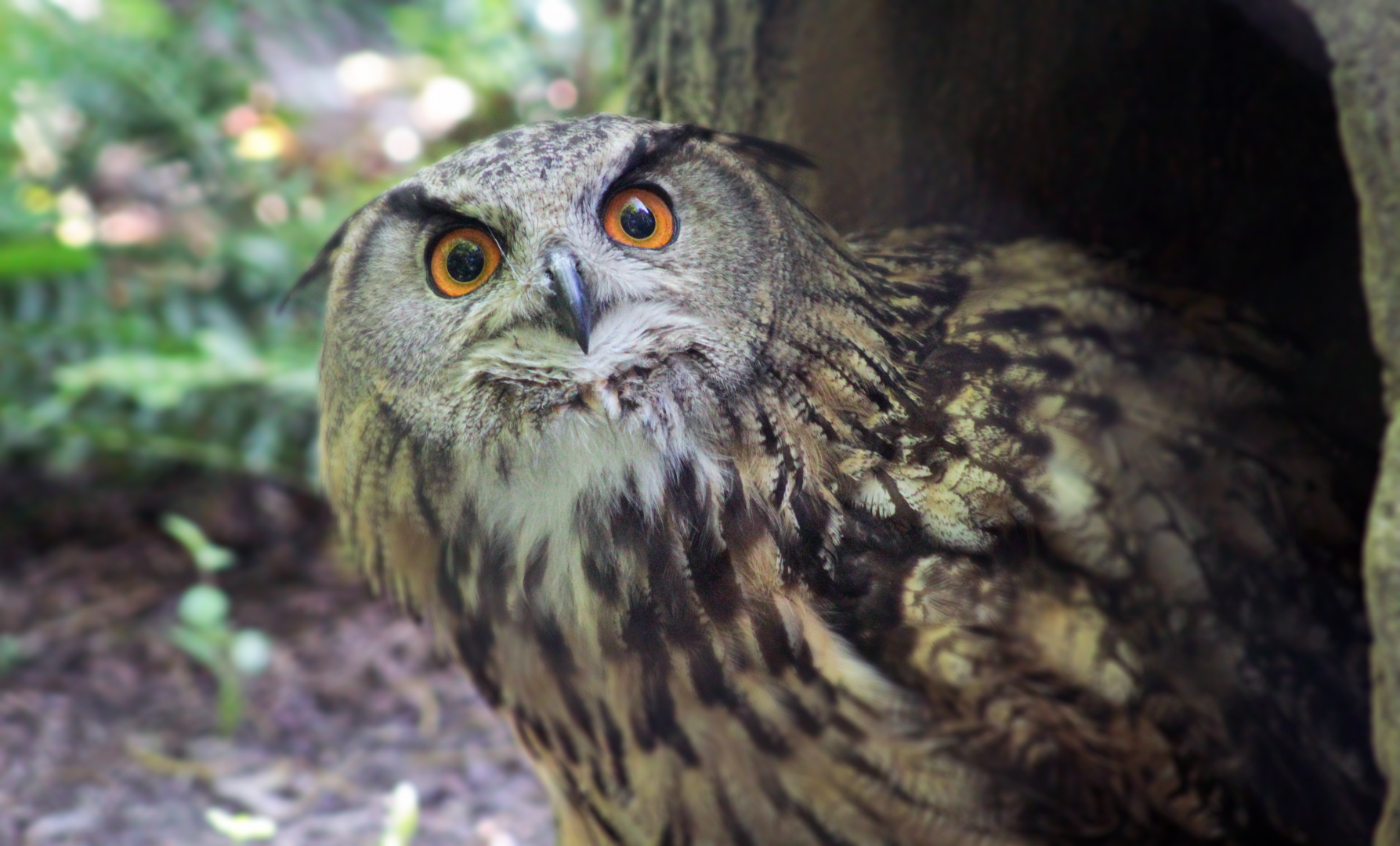 Jun. 2021 - Cat Canyon - Eurasian Eagle Owl