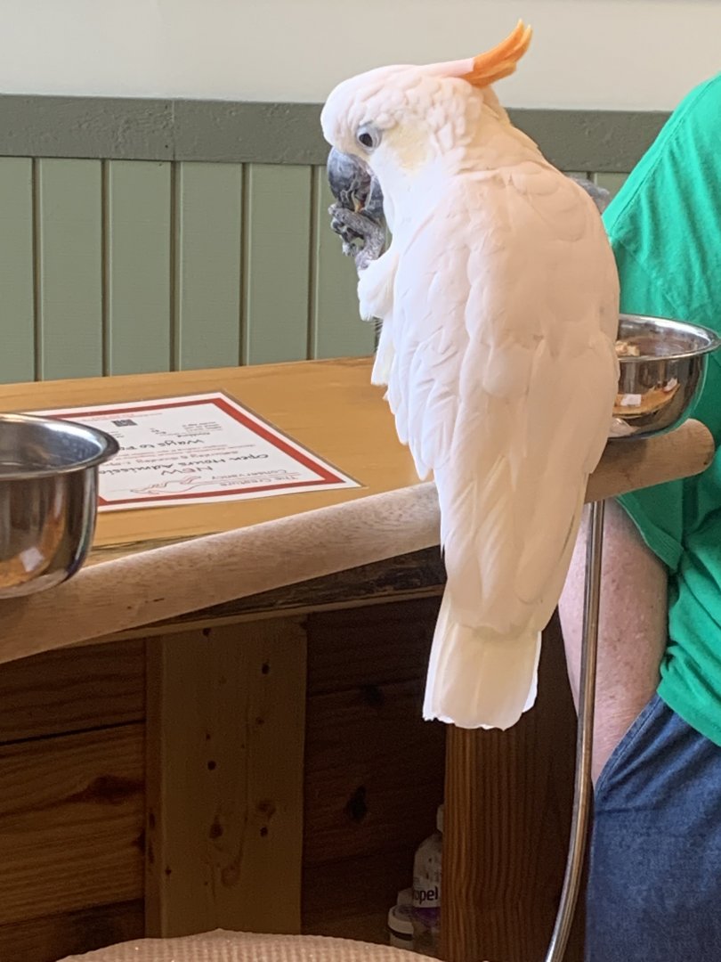 Jun. 2021- Citron-crested cockatoo