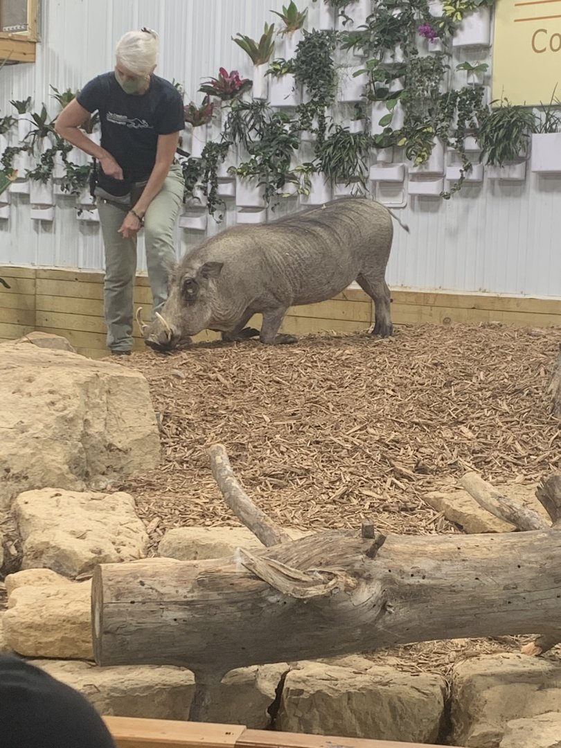 Jun. 2021- Common warthog