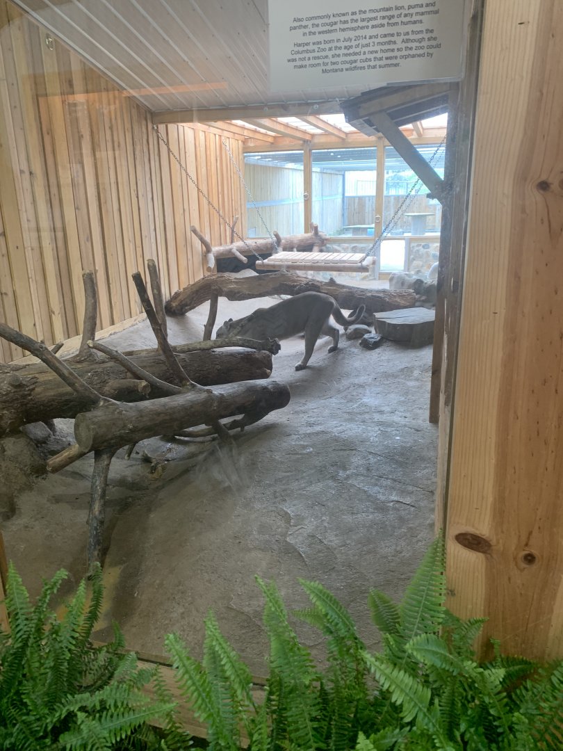 Jun. 2021- Cougar exhibit