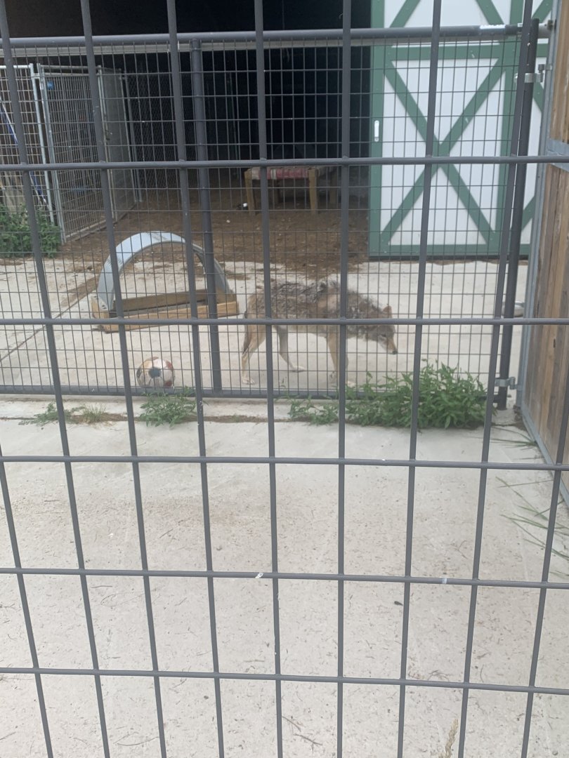 Jun. 2021- Coyote