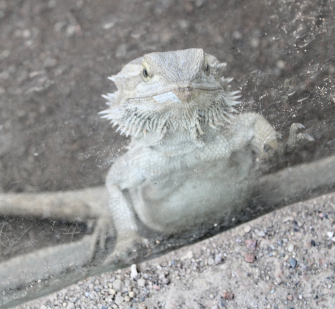 Jun. 2021 - Deserts - Bearded Dragon