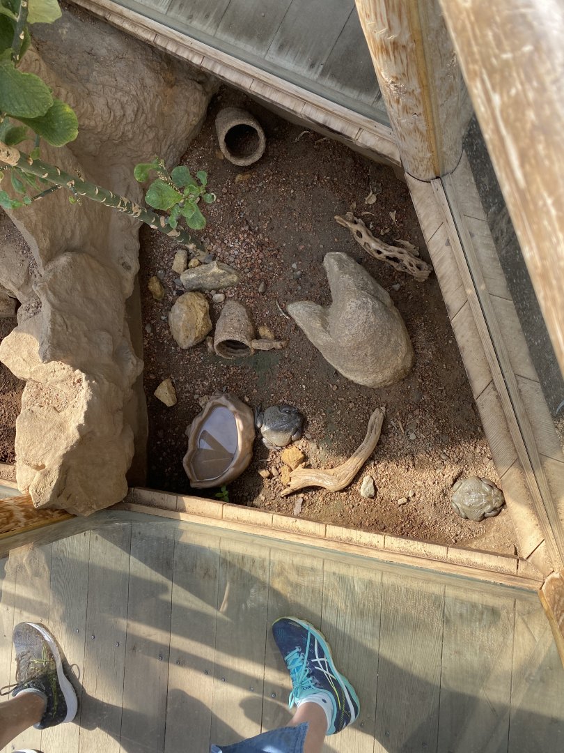 Jun. 2021 - Deserts - Colorado River Toad Exhibit