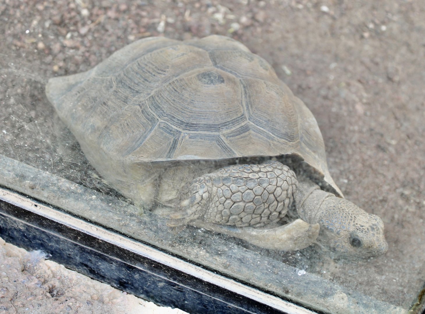 Jun. 2021 - Deserts - Desert Tortoise