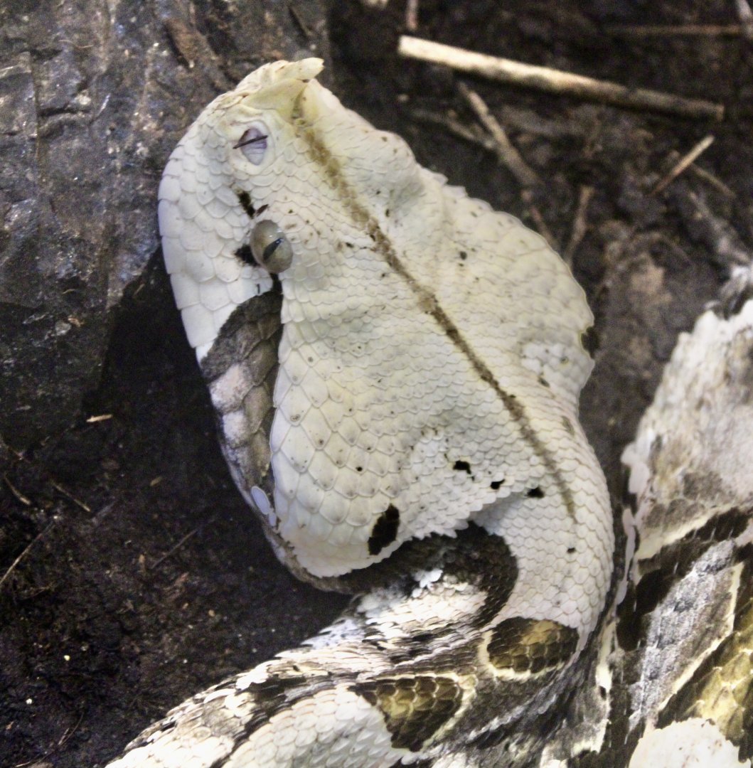 Jun. 2021 - Deserts (Extreme Snakes) - Gaboon Viper