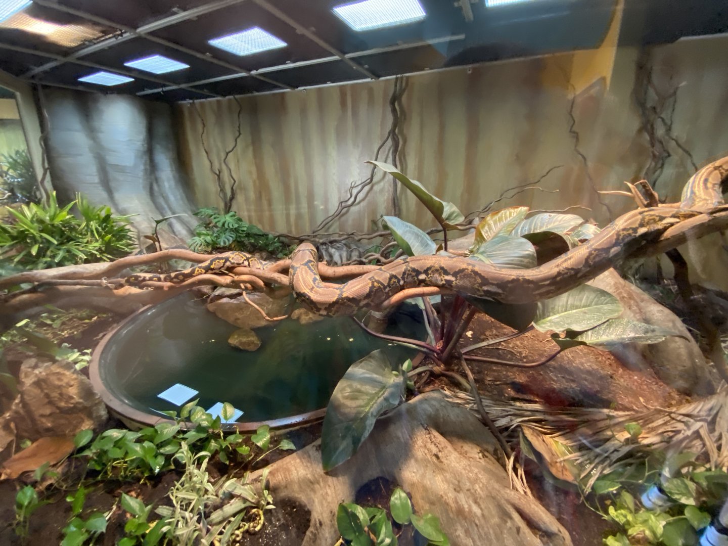 Jun. 2021 - Deserts (Extreme Snakes) - Reticulated Python Exhibit