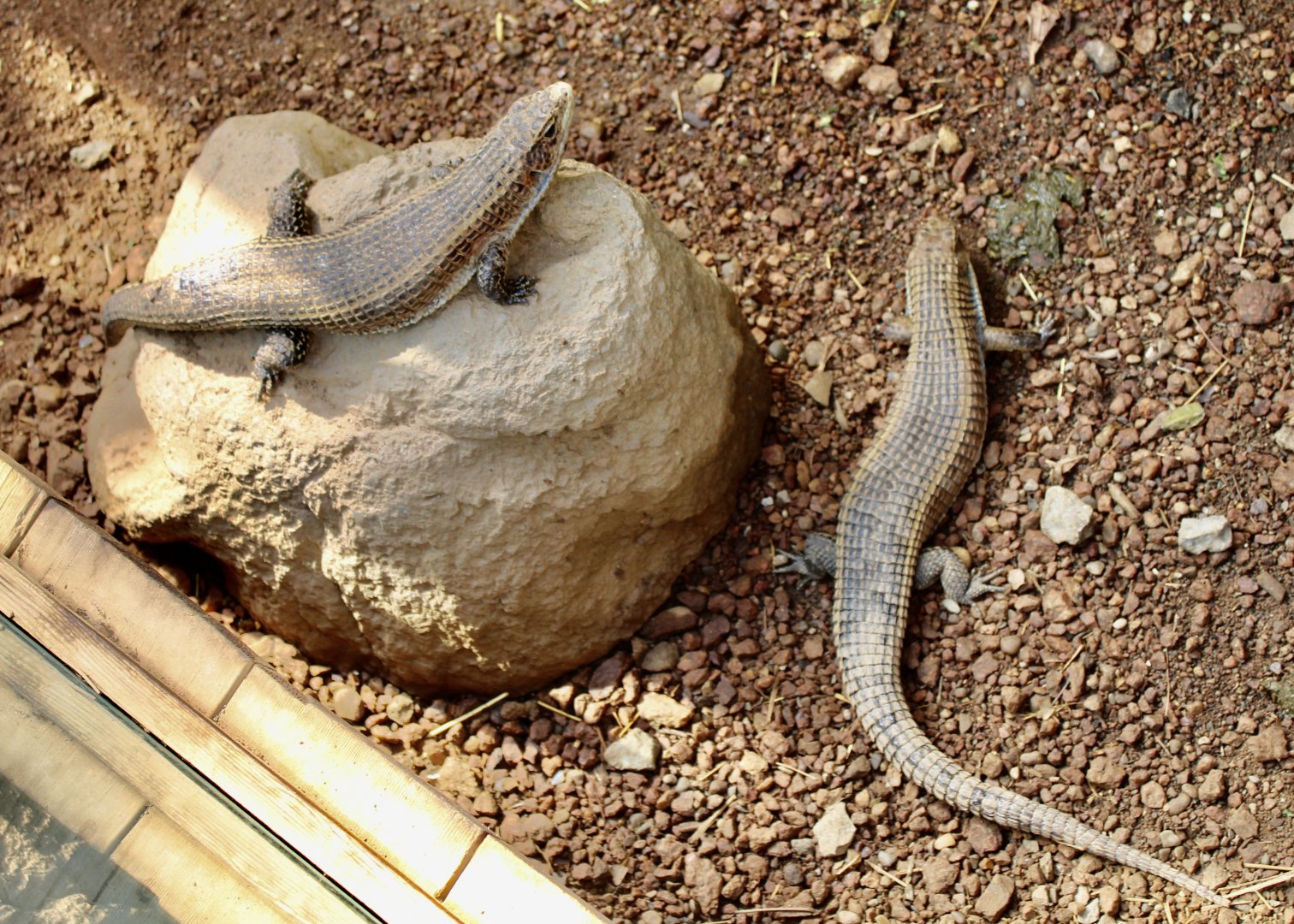 Jun. 2021 - Deserts - Great Plated Lizards