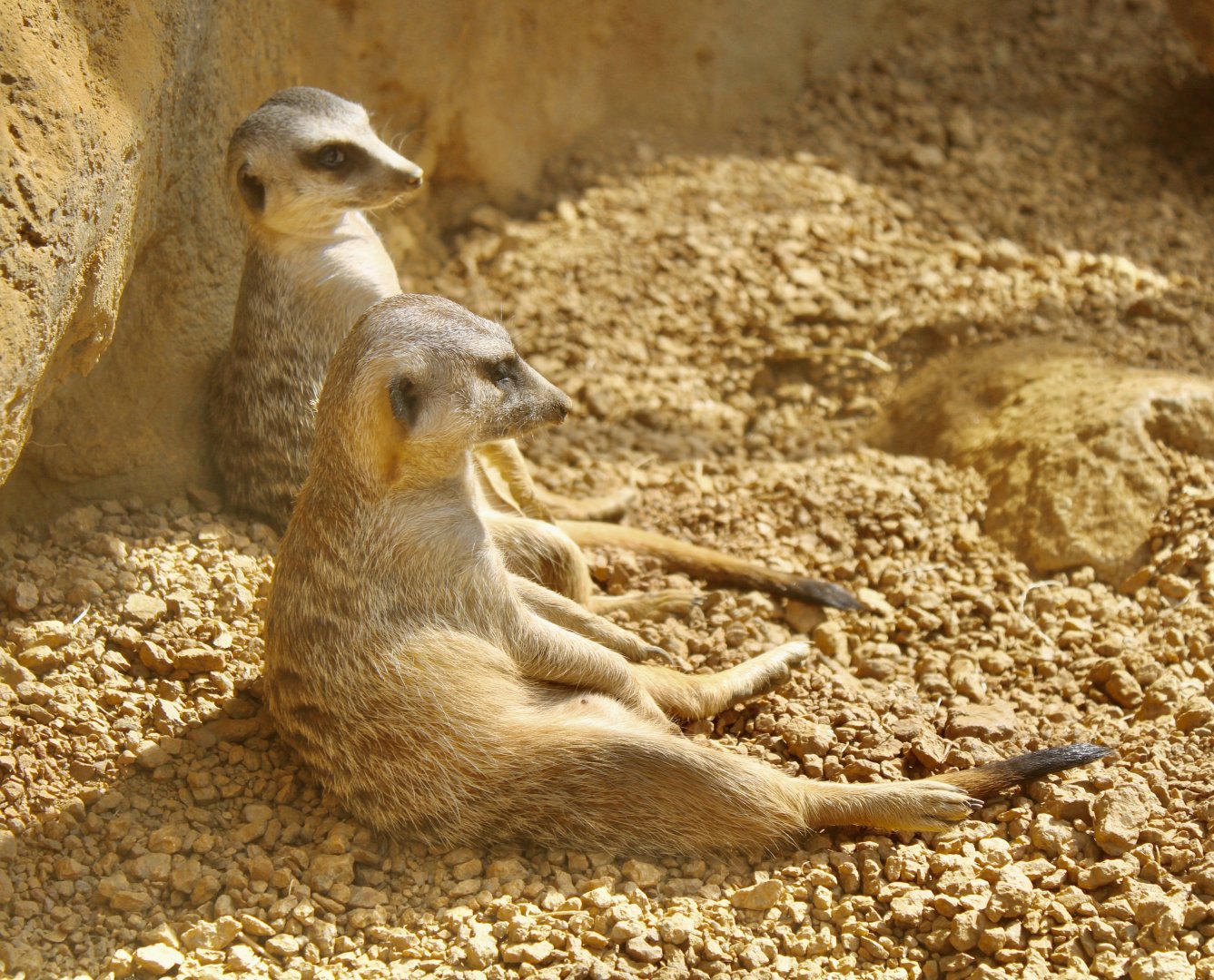 Jun. 2021 - Deserts - Meerkats