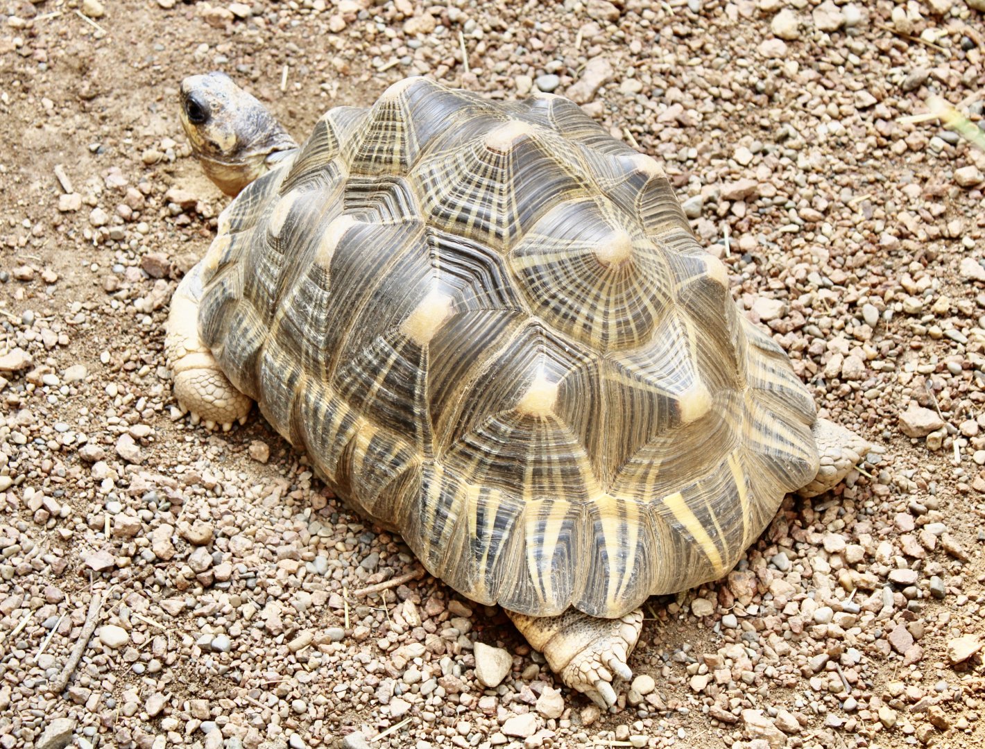 Jun. 2021 - Deserts - Radiated Tortoise