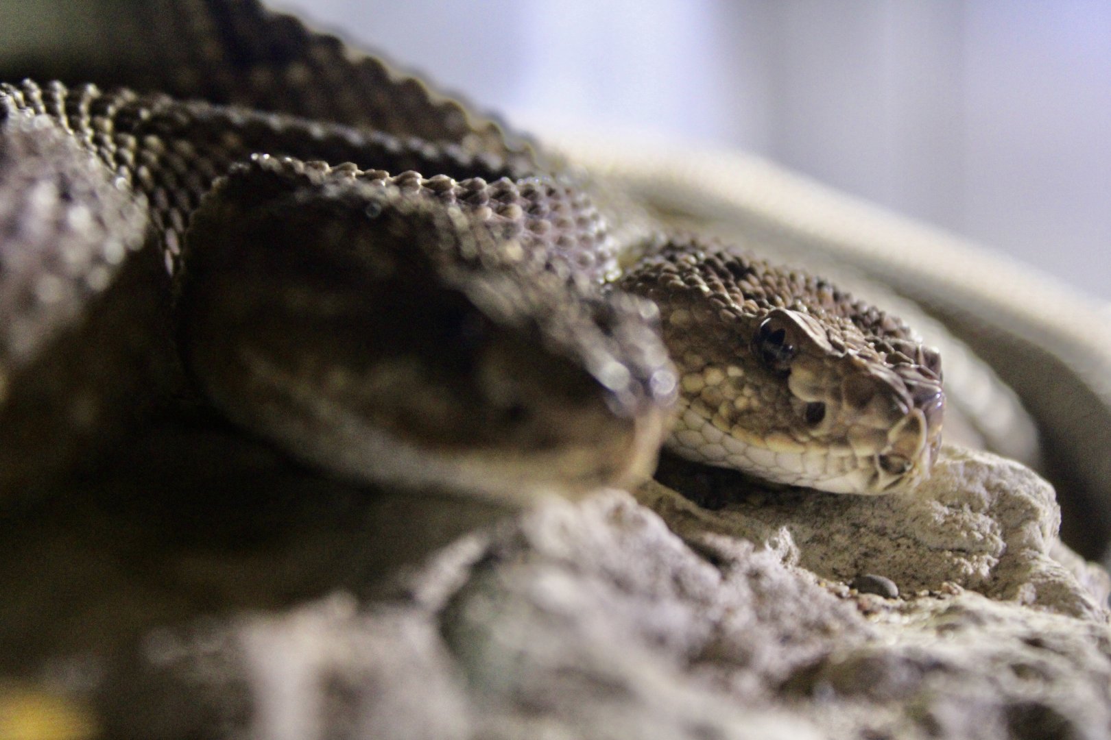Jun. 2021 - Deserts (Slithering Hall) - Aruba Island Rattlesnakes