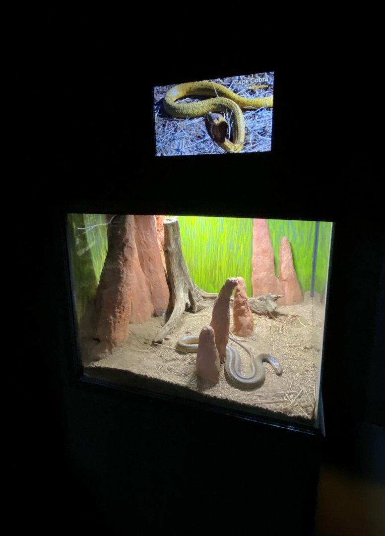 Jun. 2021 - Deserts (Slithering Hall) - Cape Cobra Exhibit