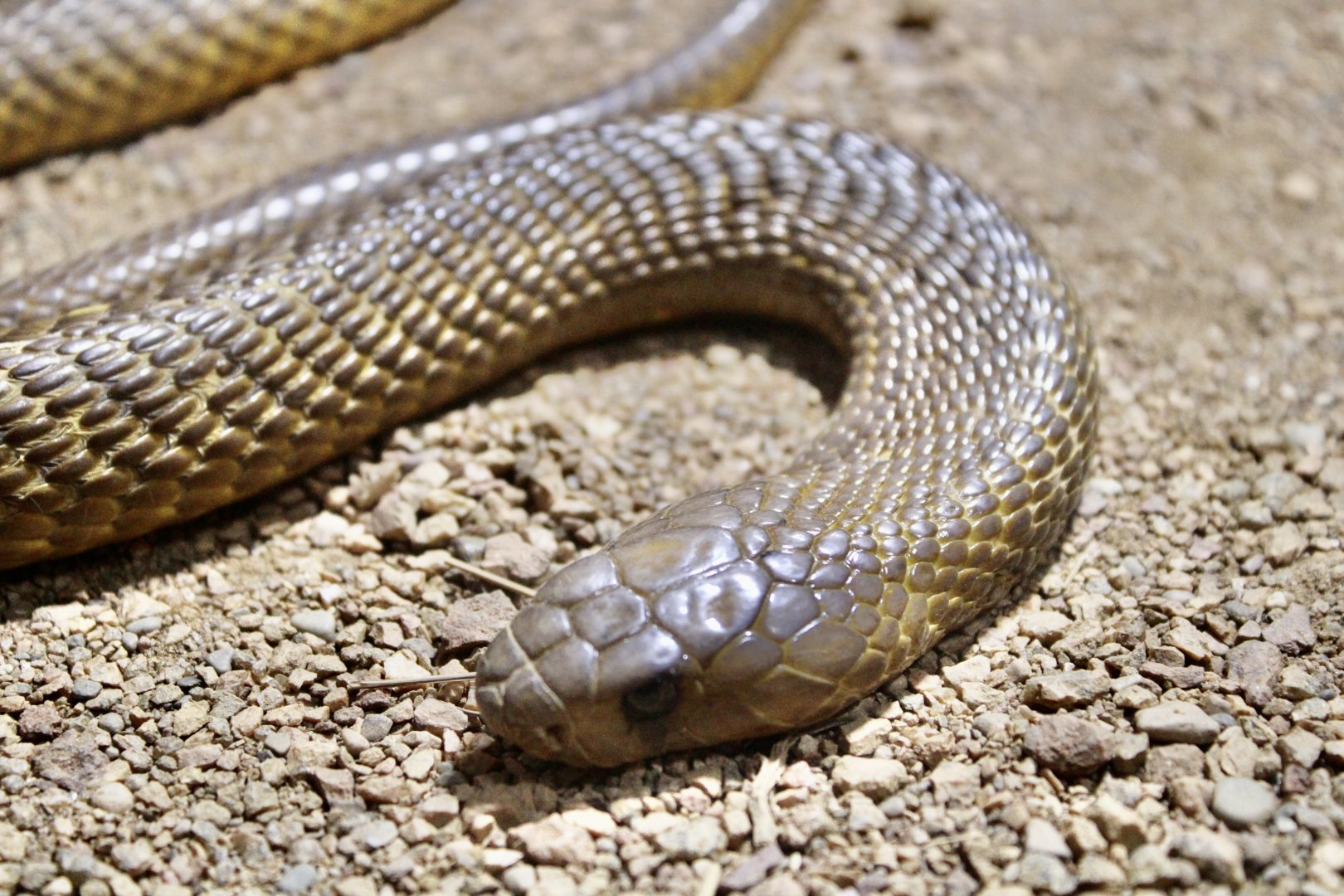 Jun. 2021 - Deserts (Slithering Hall) - Cape Cobra