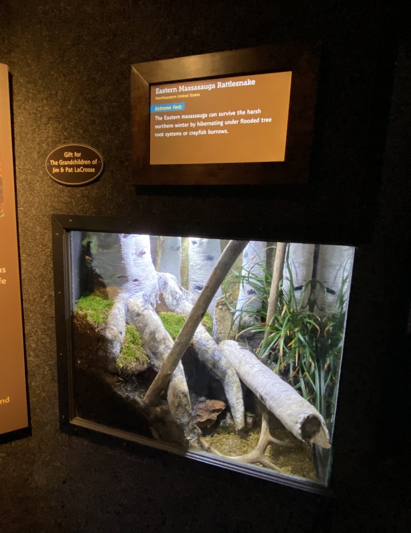 Jun. 2021 - Deserts (Slithering Hall) - Eastern Massasauga Exhibit