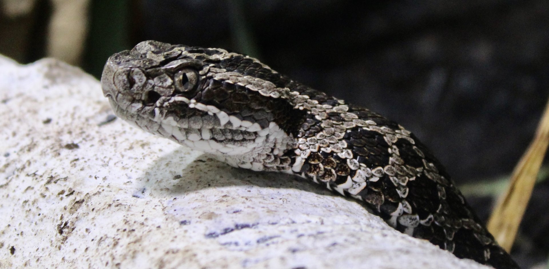 Jun. 2021 - Deserts (Slithering Hall) - Eastern Massasauga